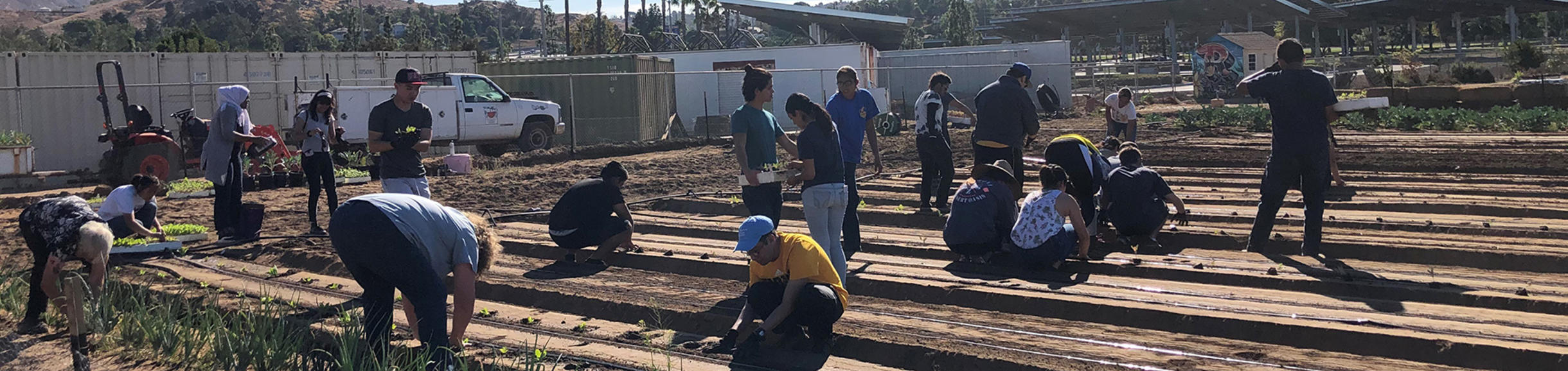 volunteers planting row crops