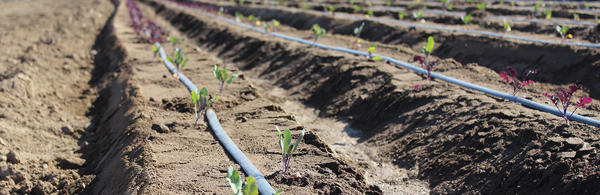 baby row crop plants