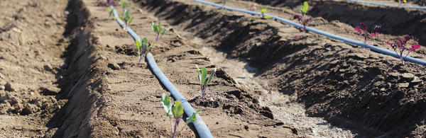 row crop close up