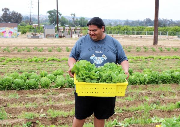 kale Panda Standing in Garden holding lettuce