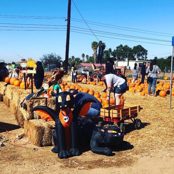 Pumpkin Patch at the R'Garden