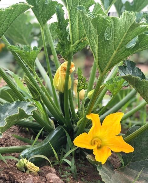 Squash Blossom and Plant