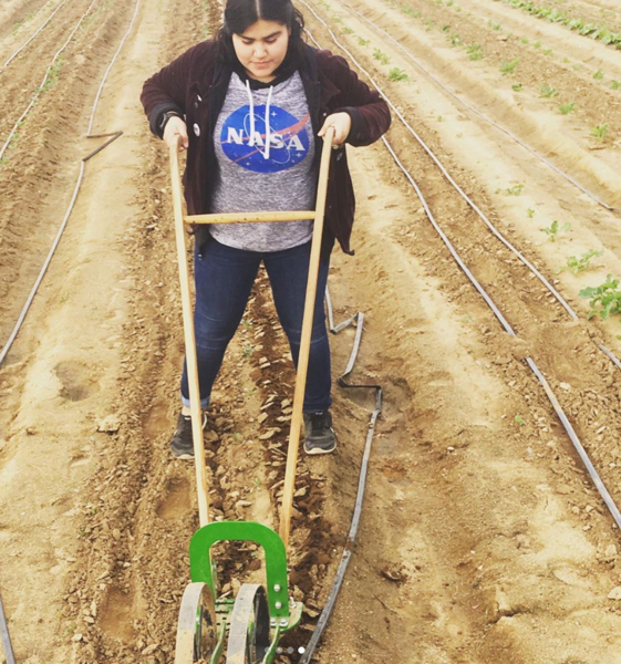 Intern Cultivating Row Crops