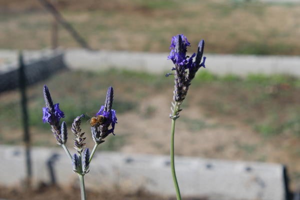 Honey Bee Pollinating Lavender Flower