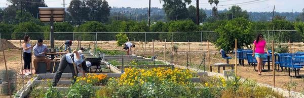 UCR R'Garden community plot