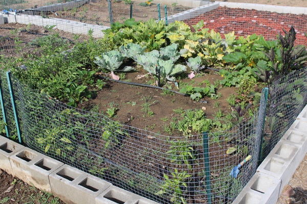 R'Garden Community Plot