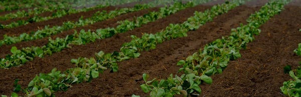 Field with rows of green crops