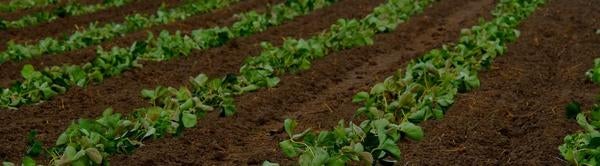 Field with rows of green crops