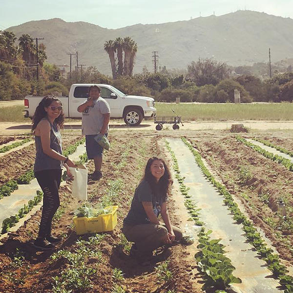 Students Working in Row Crops