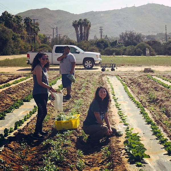 Students Working in Row Crops