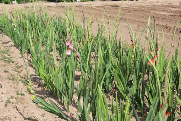 Field 7G Gladiolas Growing