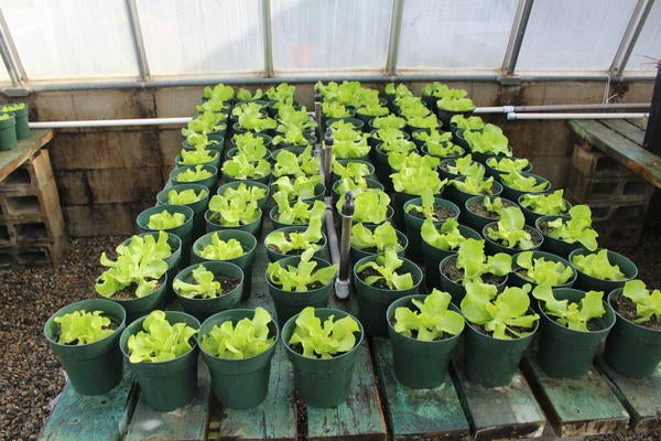 Lettuce growing in pots in Solar GH