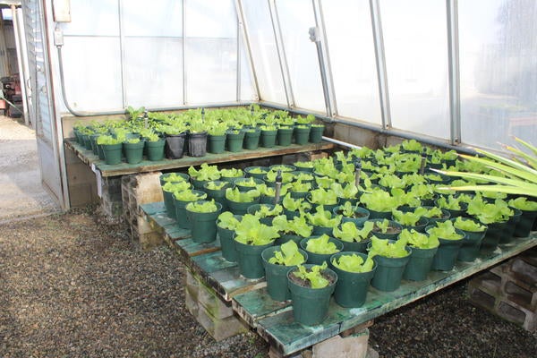 Multiple lettuce growing in pots in Solar GH