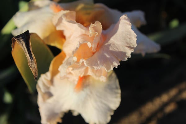 peach iris Thumbnail