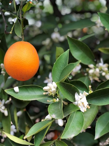 Naval Orange and Blossoms