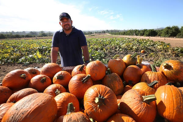 Pumpkin Patch harvest