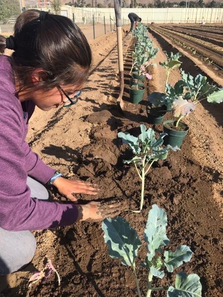Intern working on Broccoli row crops