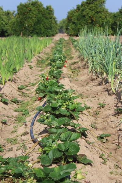 Field 7G strawberries