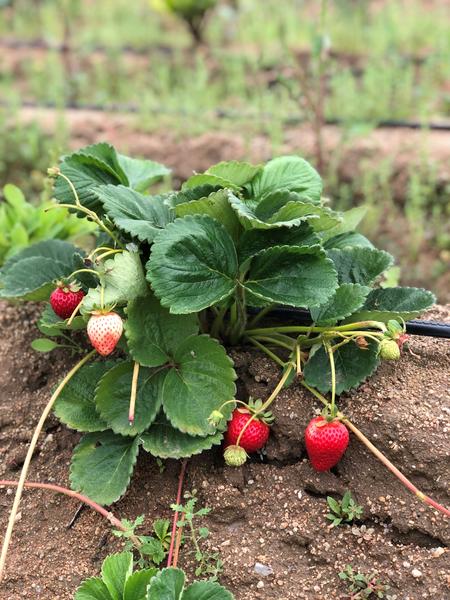 Strawberry Plant