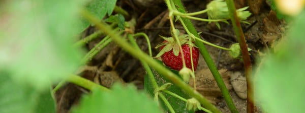 Strawberry in field