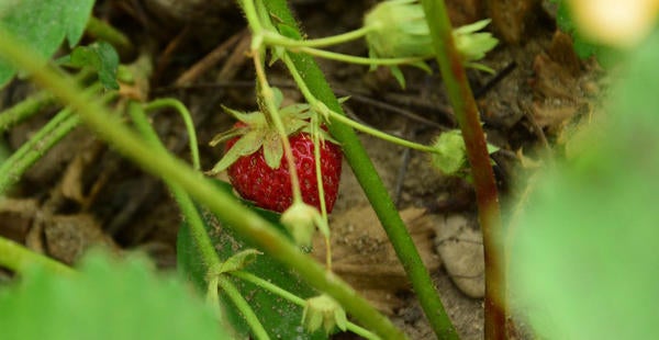 Strawberry in field