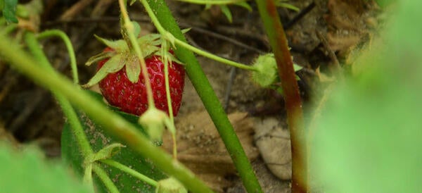 Strawberry in field