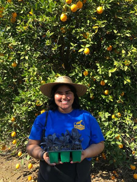 Intern in Orange Orchard