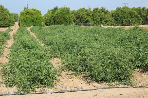 7G tomatoes growing in field