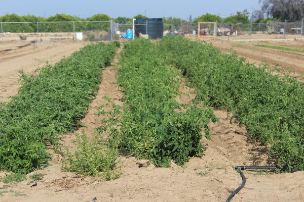 R'Garden tomatoes growing