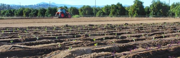 Tractor and rows of crops