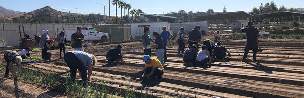 volunteers planting row crops