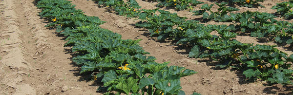 zucchini garden