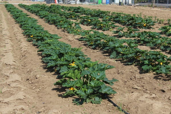 R'Garden Zucchini growing